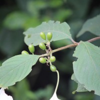 Mussaenda frondosa L.